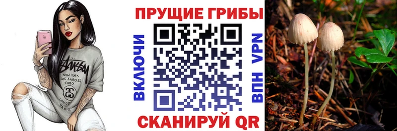 мега ссылка  Красноперекопск  Псилоцибиновые грибы Psilocybe 